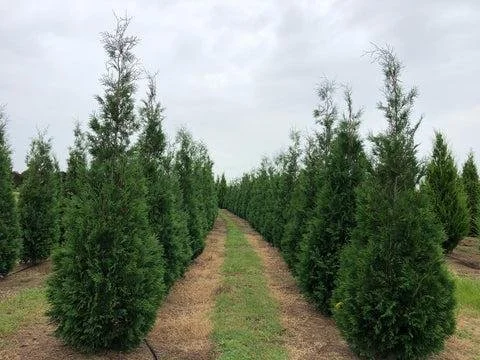 Wintergreen Arborvitae