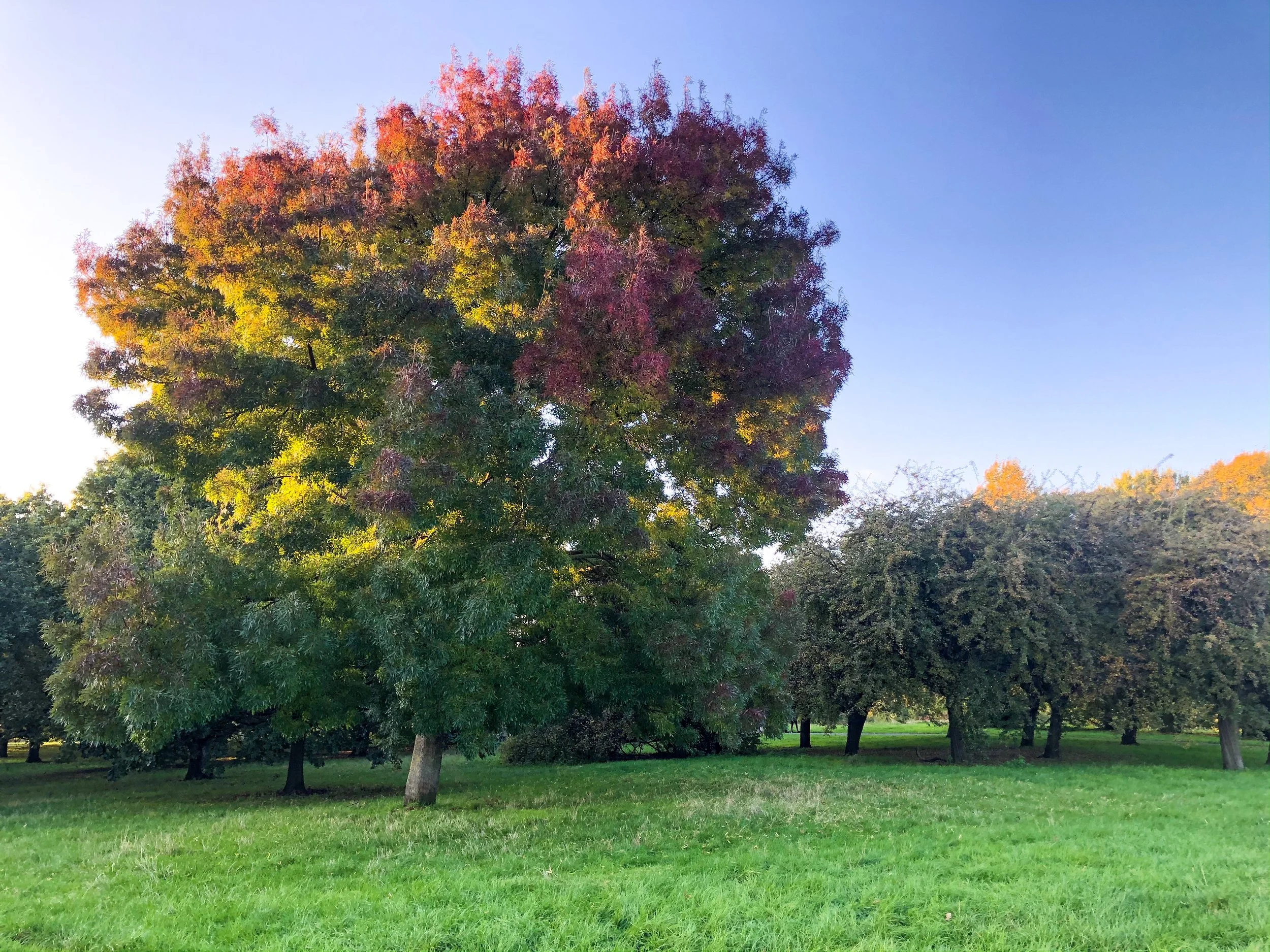 After my visit to Primrose Hill, I took the scenic route back to the city centre through The Regent's Park. 
