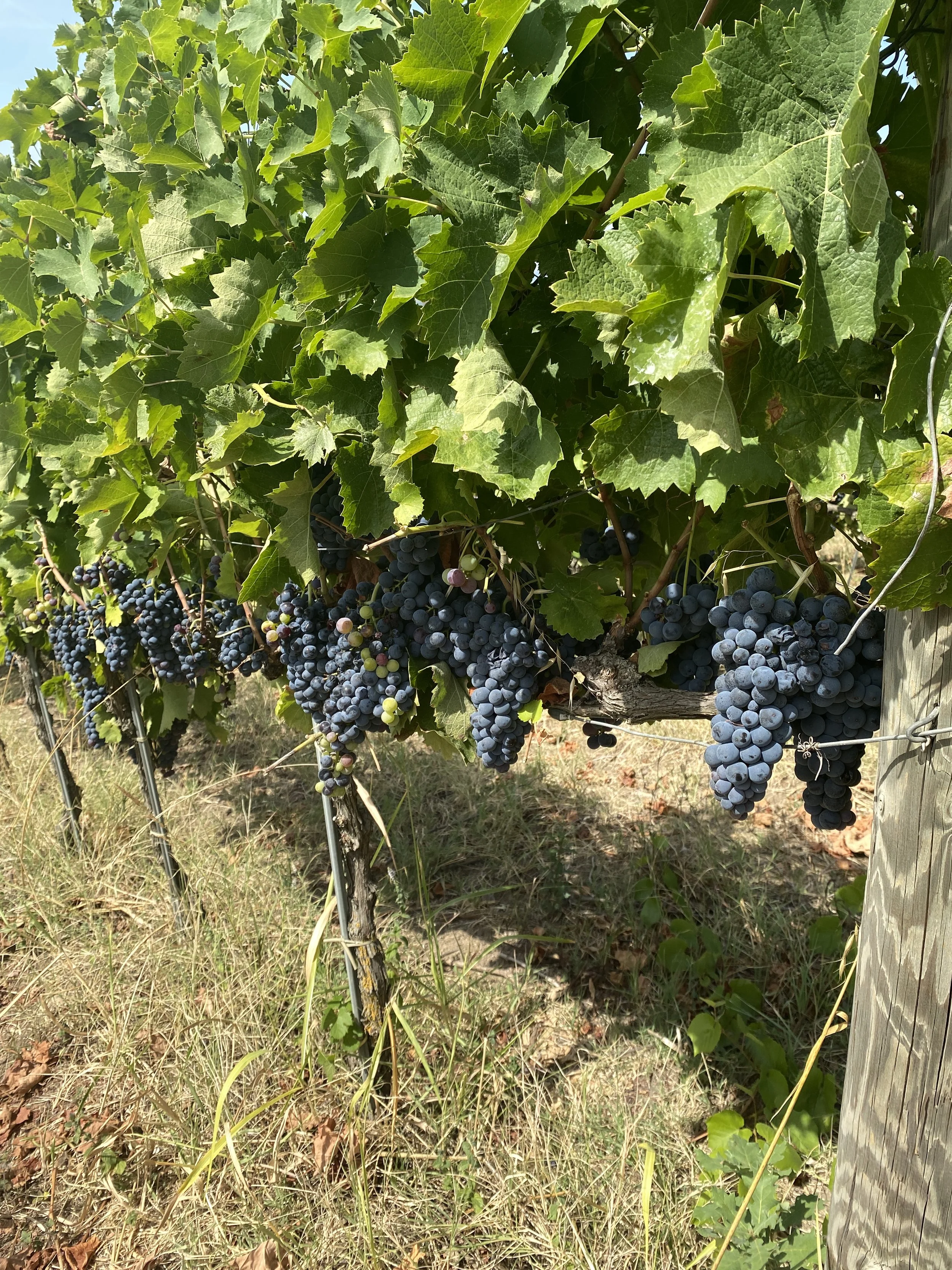The Aglianico grape variety produced in Avellino, Campania 