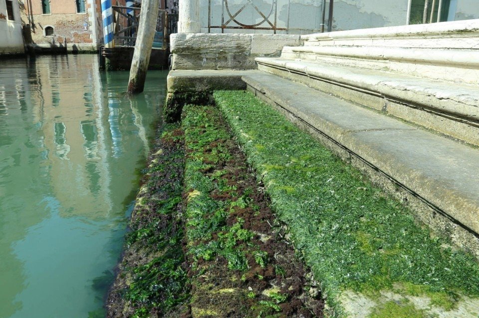 domus-fromvenicewithalgae-10.jpg.foto.rmedium.jpeg