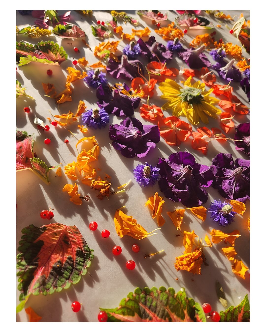 ⁨𝙈𝙀𝙇𝘼𝙉𝙄𝙀&rsquo;𝙎 𝙒𝙊𝙍𝙇𝘿 🌸🪶🦋 𝘏𝘰𝘯𝘰𝘳𝘦𝘥 𝘵𝘰 𝘣𝘦 𝘢 𝘱𝘢𝘳𝘵 𝘰𝘧 𝘔𝘦𝘭𝘢𝘯𝘪𝘦&rsquo;𝘴 𝘱𝘳𝘰𝘫𝘦𝘤𝘵, 𝓜𝓔𝓐𝓓𝓞𝓦𝓢 - 𝘊𝘰𝘭𝘰𝘶𝘳 𝘚𝘵𝘰𝘳𝘪𝘦𝘴 𝘧𝘳𝘰𝘮 𝘵𝘩𝘦 𝘓𝘢𝘯𝘥⁠
⁠
&ldquo;𝙈𝙀𝘼𝘿𝙊𝙒𝙎 𝘪𝘴 𝘢 𝘤𝘰𝘭𝘭𝘦𝘤𝘵𝘪𝘰𝘯 ?