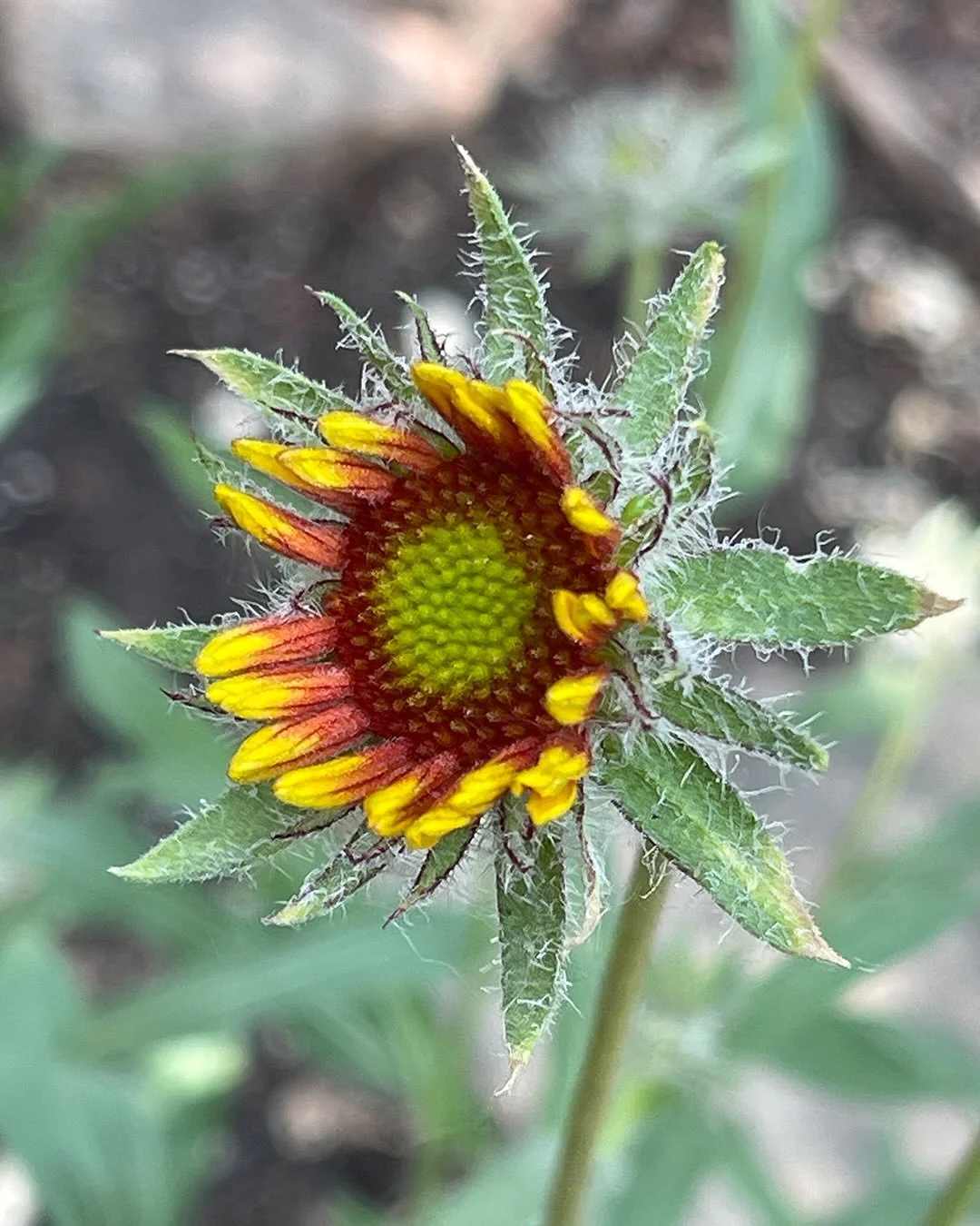 𝕕𝕣𝕖𝕒𝕞𝕚𝕟&rsquo; 𝕠𝕗 𝕘𝕠𝕚𝕟&rsquo; 𝑜𝒻𝒻𝓁𝒾𝓃𝑒 𝕒𝕟𝕕 𝕓𝕒𝕔𝕜 𝓉𝑜 𝓉𝒽𝑒 𝑔𝒶𝓇𝒹𝑒𝓃 🦇

The last 3 years, I lived with my mom and her cats and spent every waking moment that I could in her backyard.  It was my passion project during my