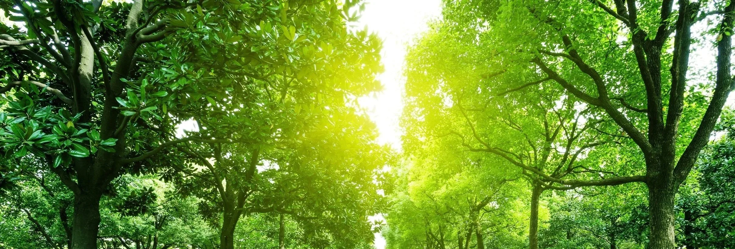 Urban Forestry Program, Ohio Department of Natural Resources Grant Award & Administration