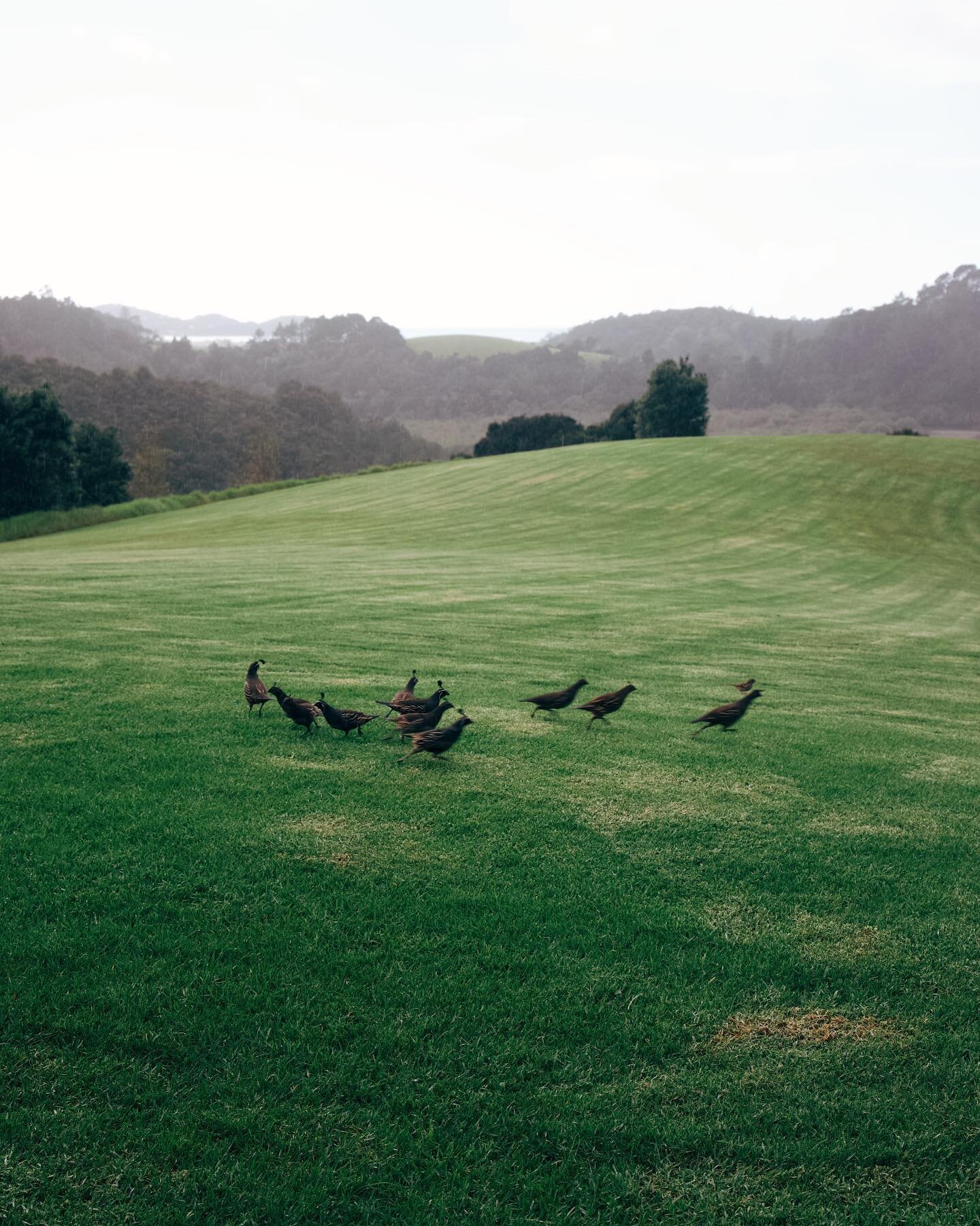 Rush hour at Riverlands&hellip; 
The California Quails &lsquo;Tikaokao&rsquo; are locals in Ngunguru and we have a few families of them at Riverlands. You&rsquo;ll usually find them on the lawn, dashing about the property or enjoying a dust bath on t