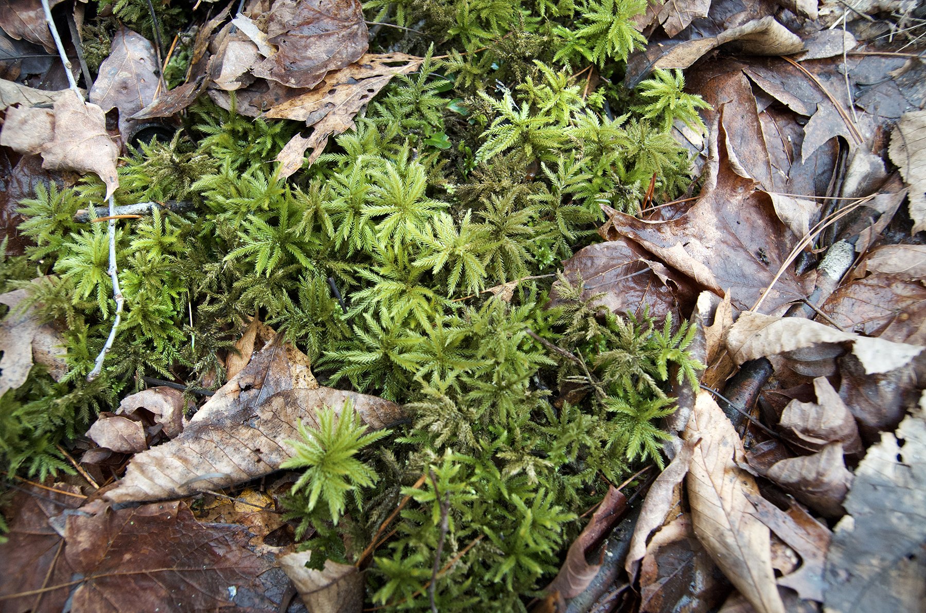 American Tree Moss (Climacium americanum)
