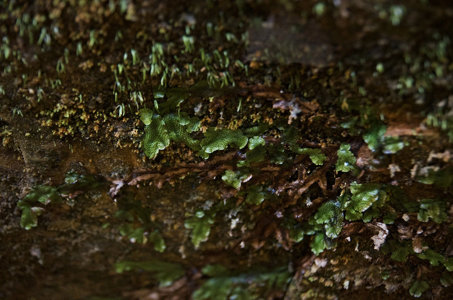 Great Scented Liverwort (Conocephalum conicum) and moss on a rock wall of Ash Cave.
