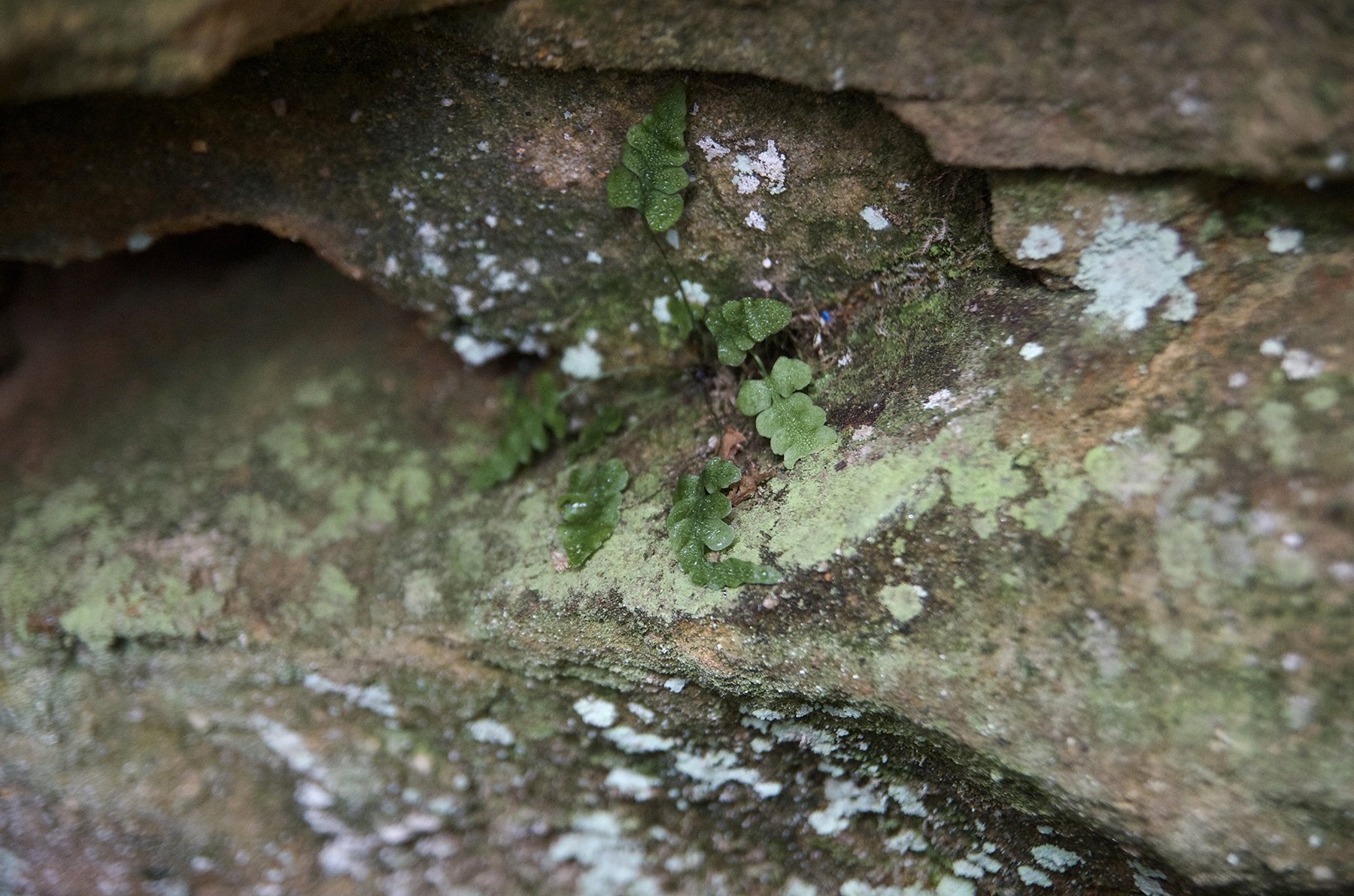Lobed Spleenwort (Asplenium pinnatifidum)