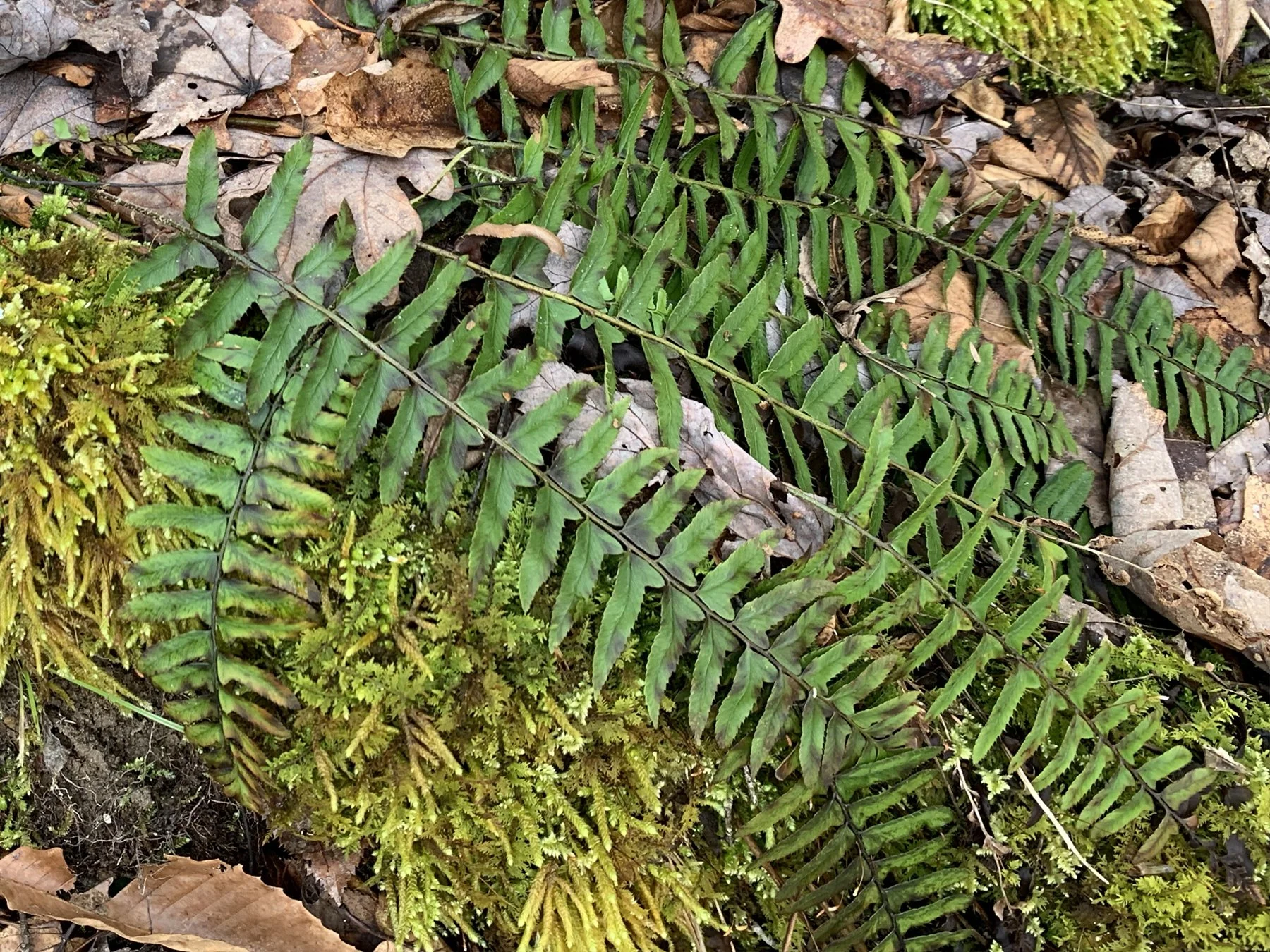 Christmas Fern (Polystichum acrostichoides)