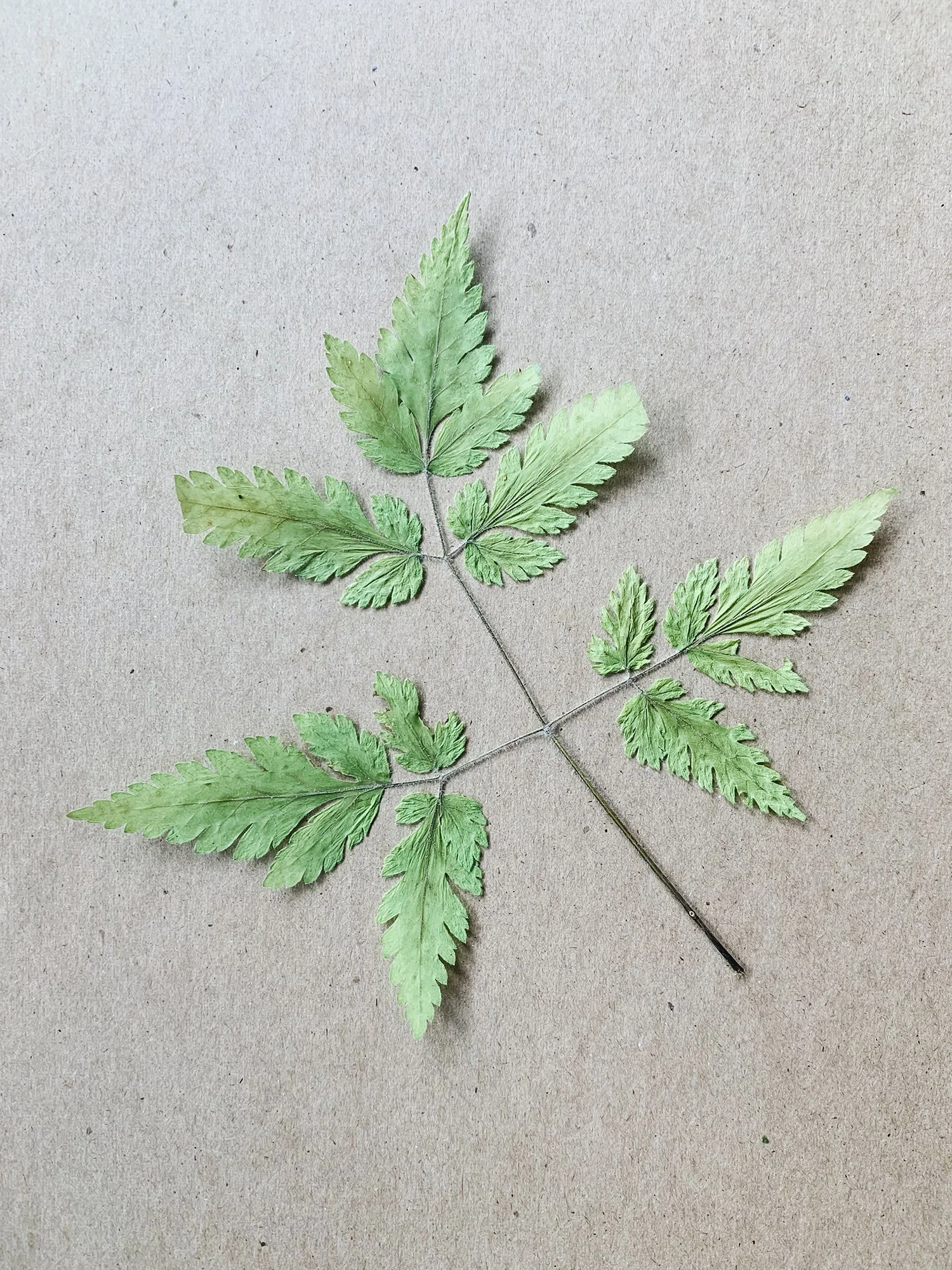 2022: Aniseroot (Osmorhiza longistylis) (this ID needs confirmation)