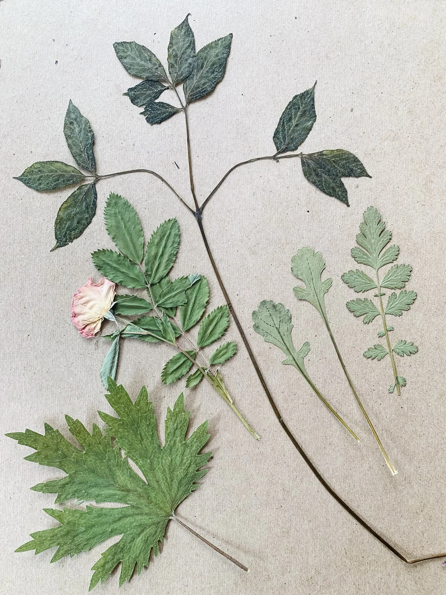 2022: Wild Sarsaparilla (Aralia nudicaulis) (top), Wild Rose (Rosa blanda) (middle left), Wild Geranium leaf ( (Geranium maculatum)) (lower left), Oxeye Daisy (Leucanthemum vulgare) (middle right inner), no ID (middle right edge)