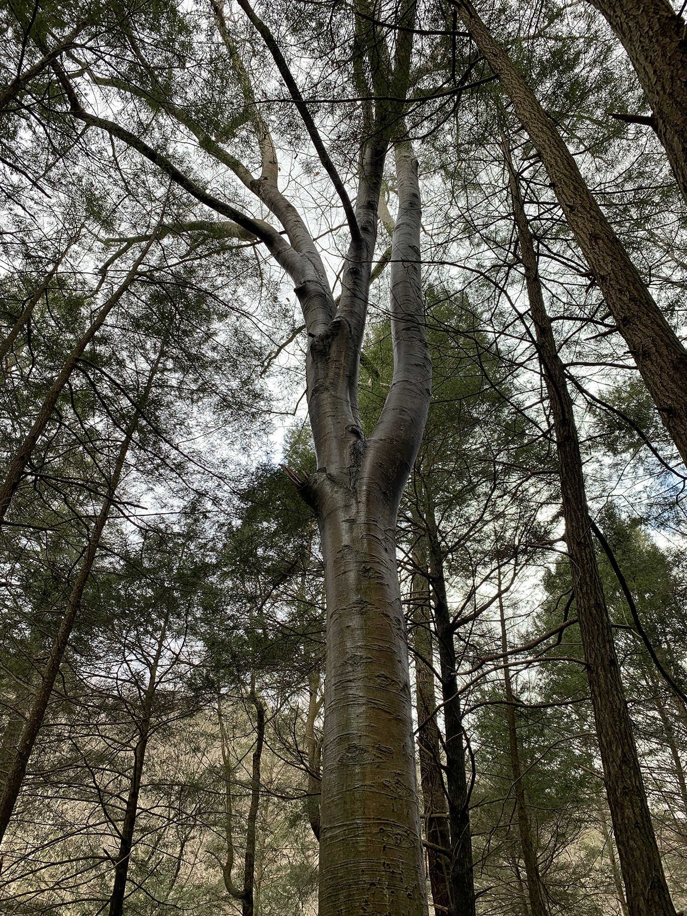 A large beech tree. Ancient trees grow within this forest. This may be one of them. For beech trees, old-growth is 175-250+ years and they can live as long as 400 years.
