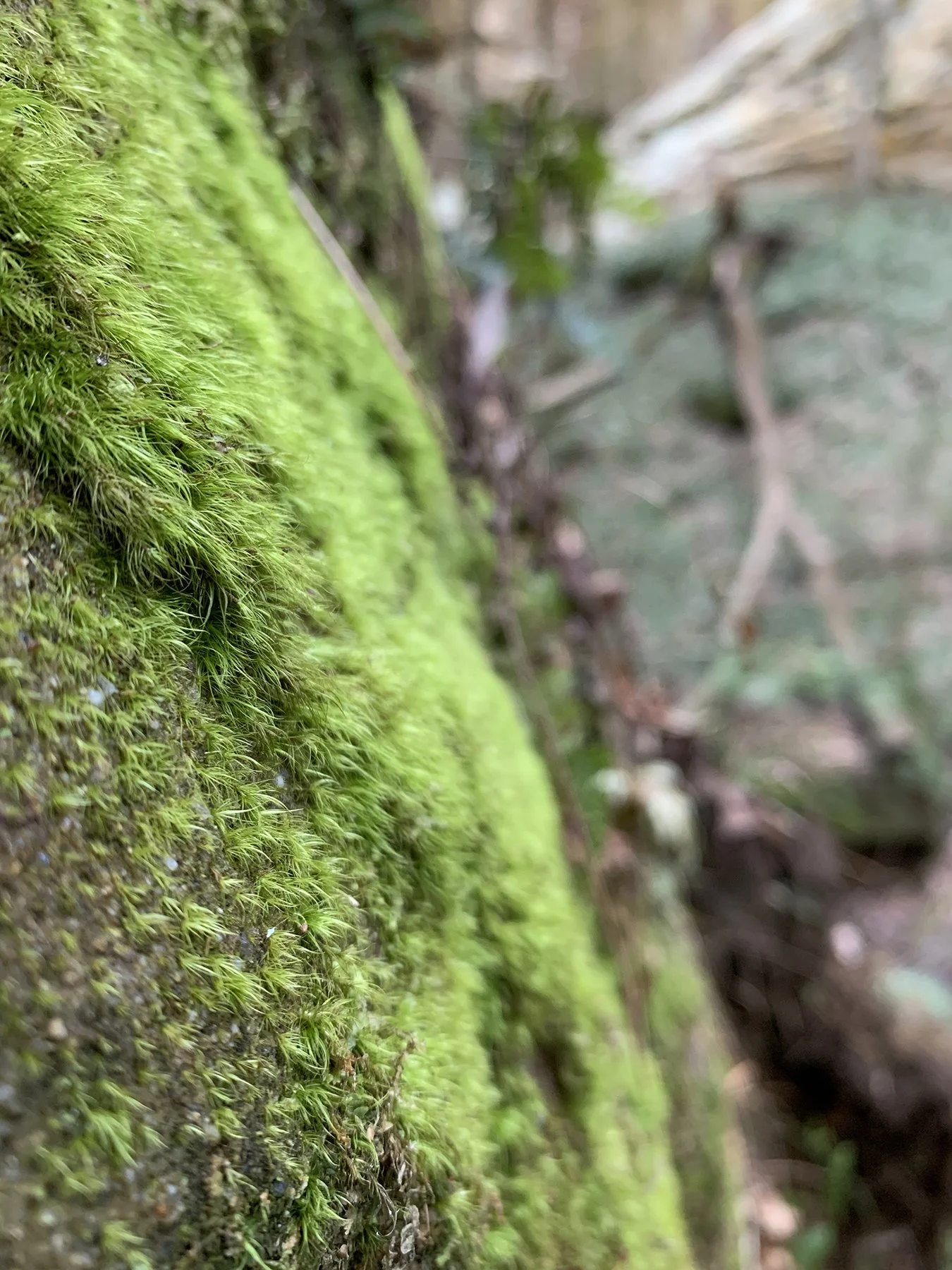 Boulder Broom Moss (Dicranum fulvum)