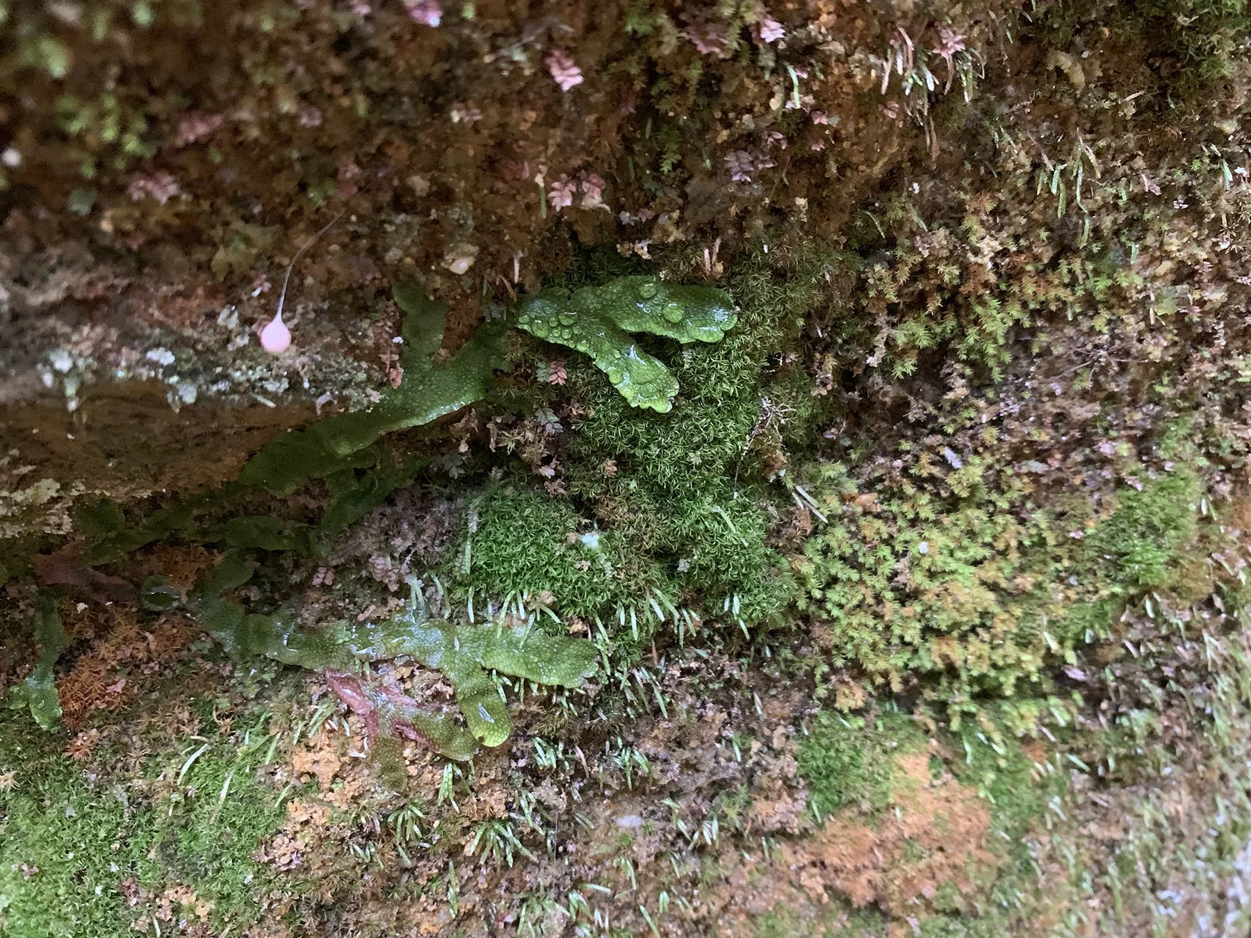 Great Scented Liverwort (Conocephalum conicum) and moss on a rock wall of Ash Cave.