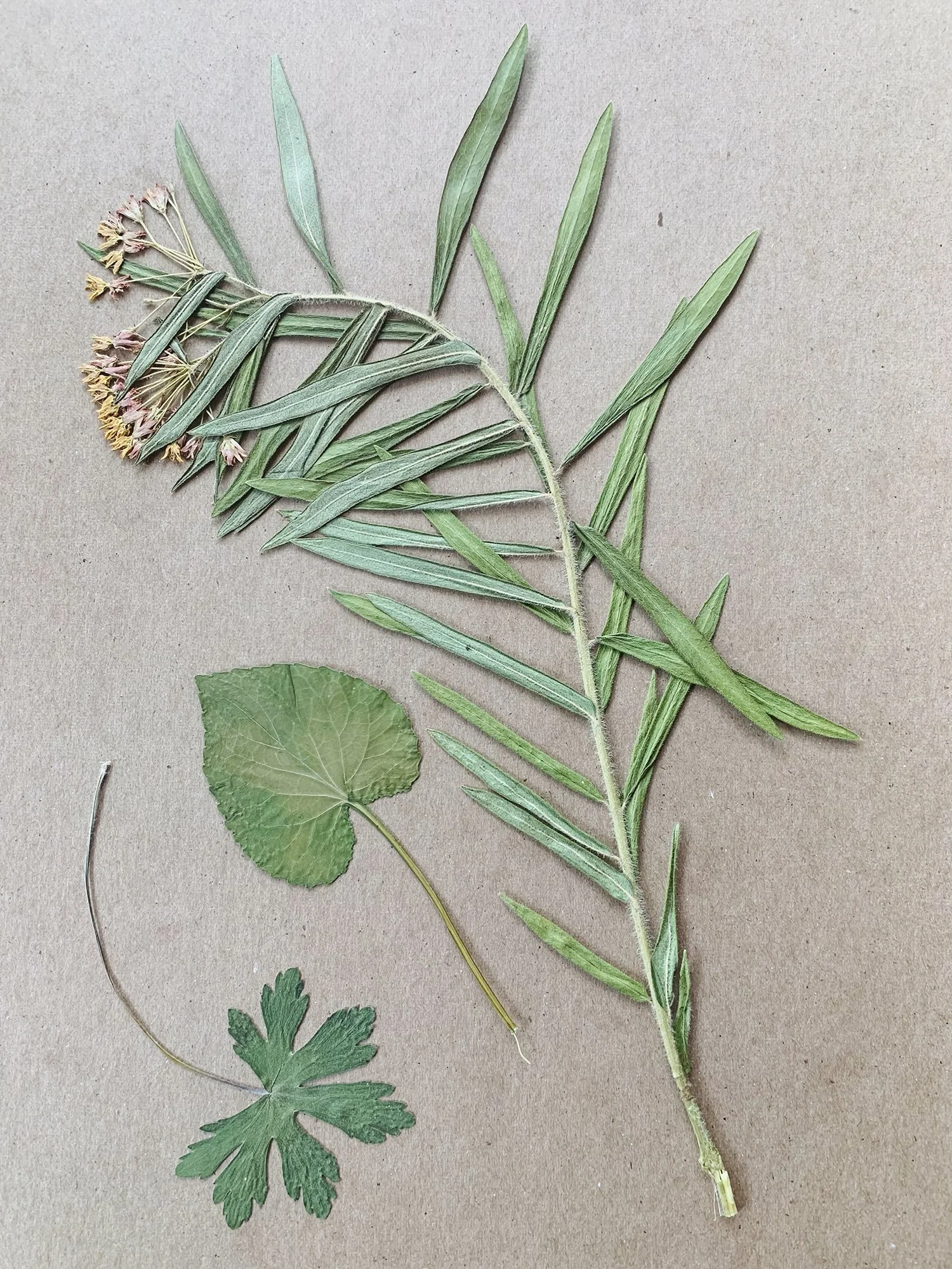 2021: Butterfly Weed (Asclepias tuberosa) (top), no ID (middle), Wild Geranium leaf  (Geranium maculatum) (lower left)