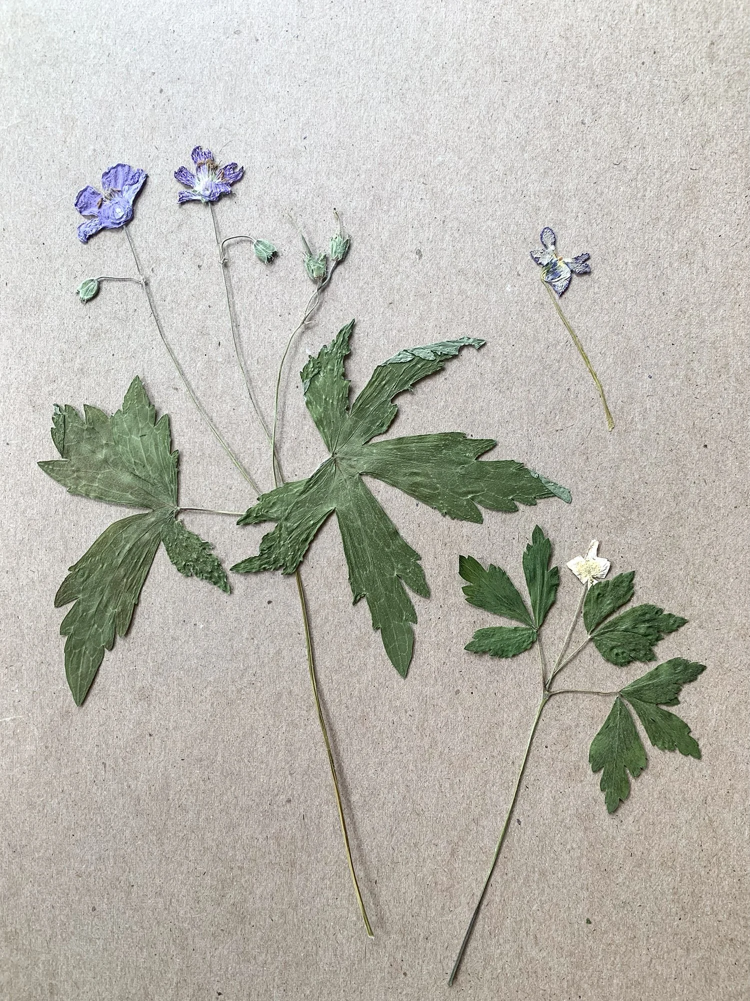 2024: Wild Geranium (Geranium maculatum) (left), Wood Anemone (Anemone quinquefolia) (right)