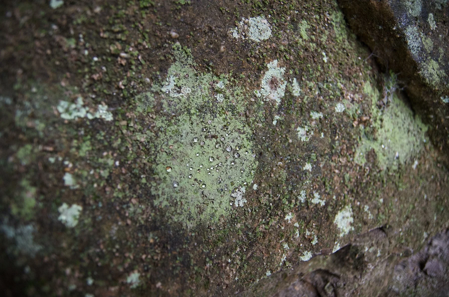 Dust Lichen (Lepraria incana)