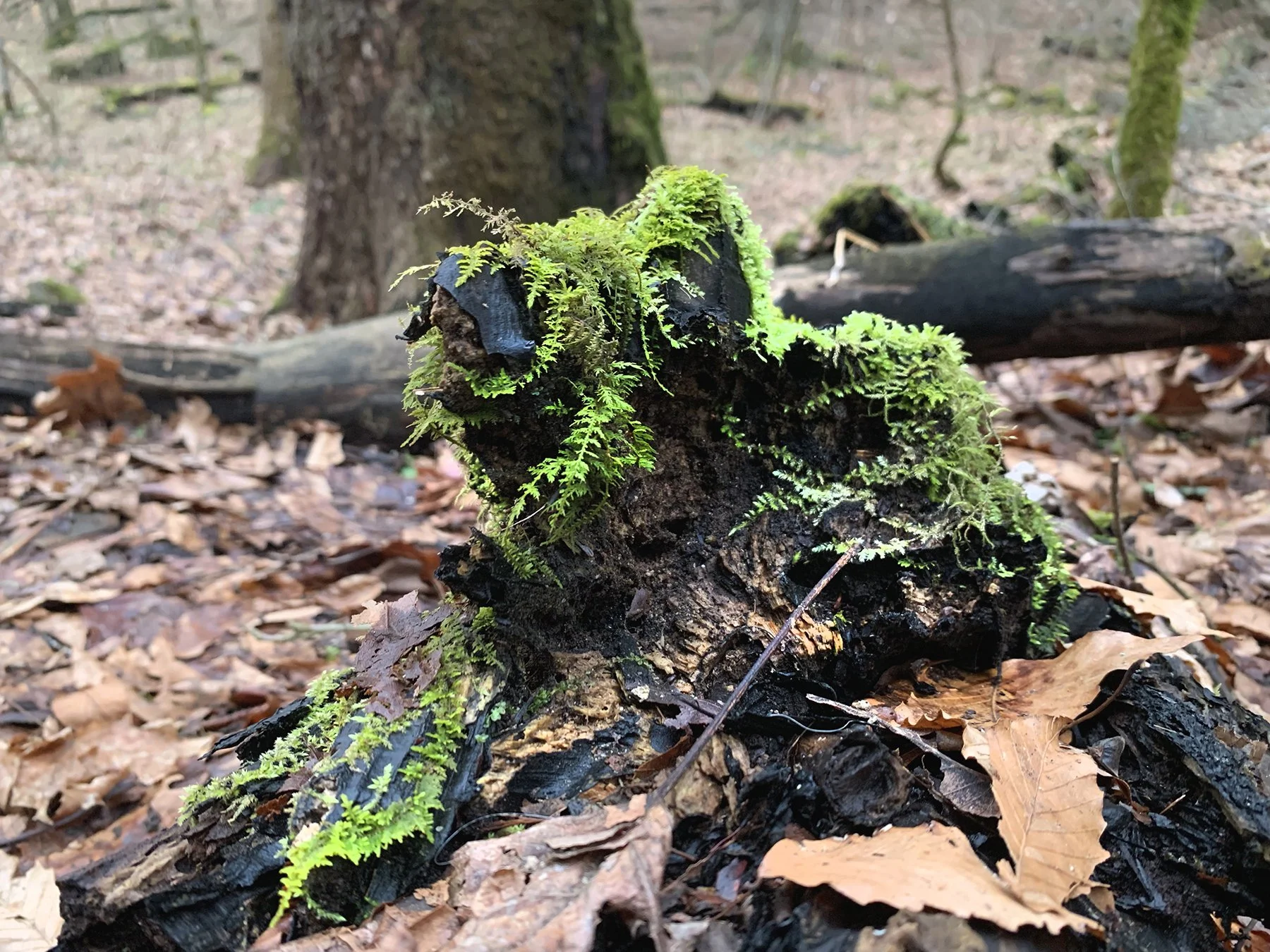 Delicate Fern Moss (Thuidium delicatulum) covering decaying log.