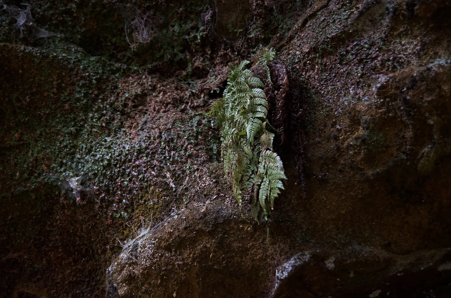 Wood Fern (Dryopteris) growing out of a rock wall of Ash Cave.