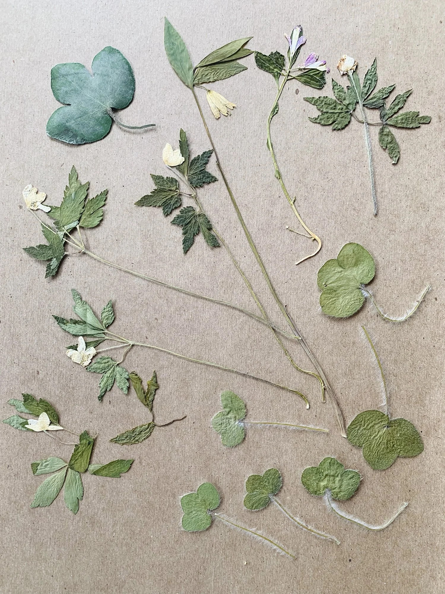 2025: Hepatica leaves (top left and lower right), Sessile Bellwort (top center) , Wild Geranium (Geranium maculatum) (top right), Wood Anemone (Anemone quinquefolia) (middle left), False Rue Anemone (Enemion biternatum) (lower left)