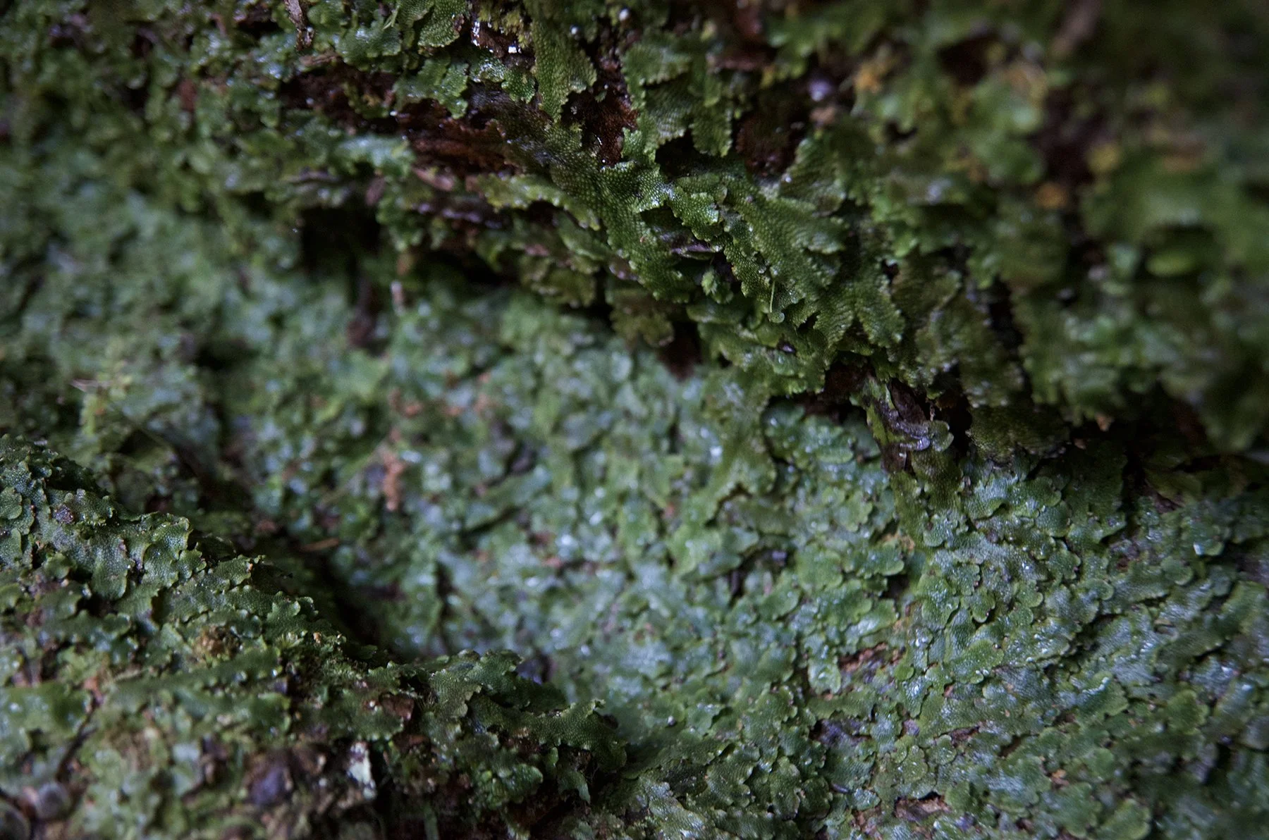 Great Scented Liverwort (Conocephalum conicum) at the base of a rock wall.
