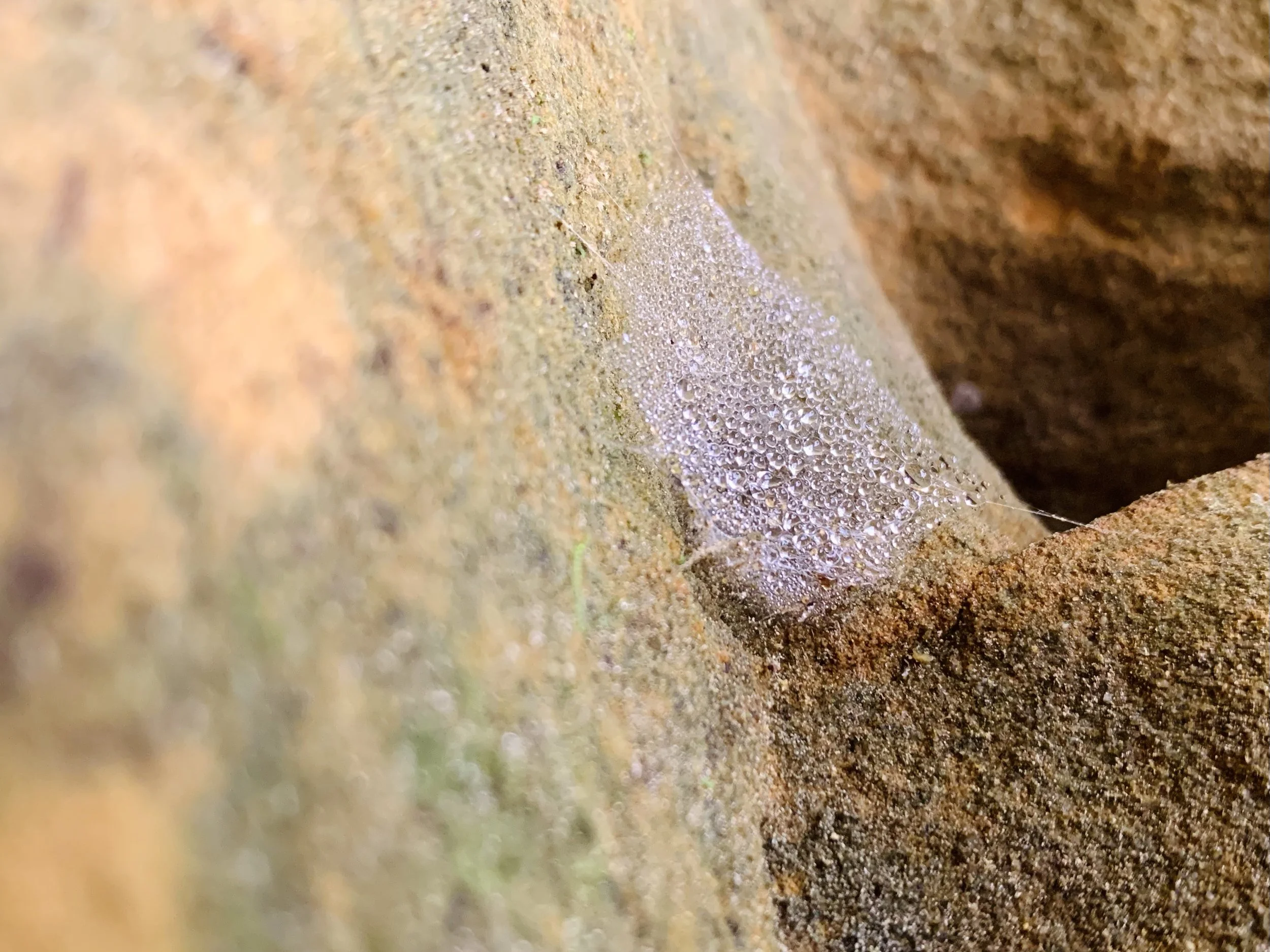Dewdrops on a spider web.