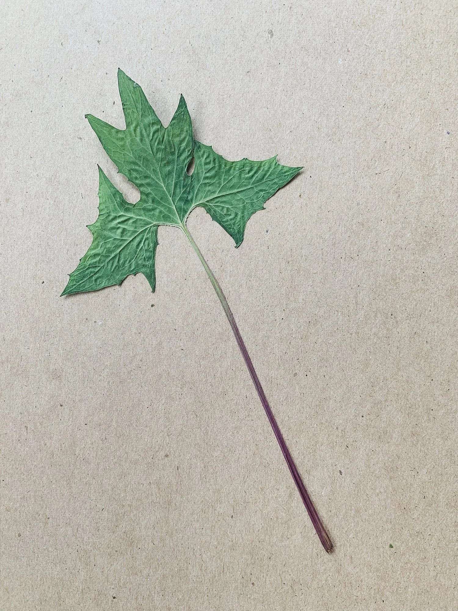 2024: No ID (possible wetland plant)