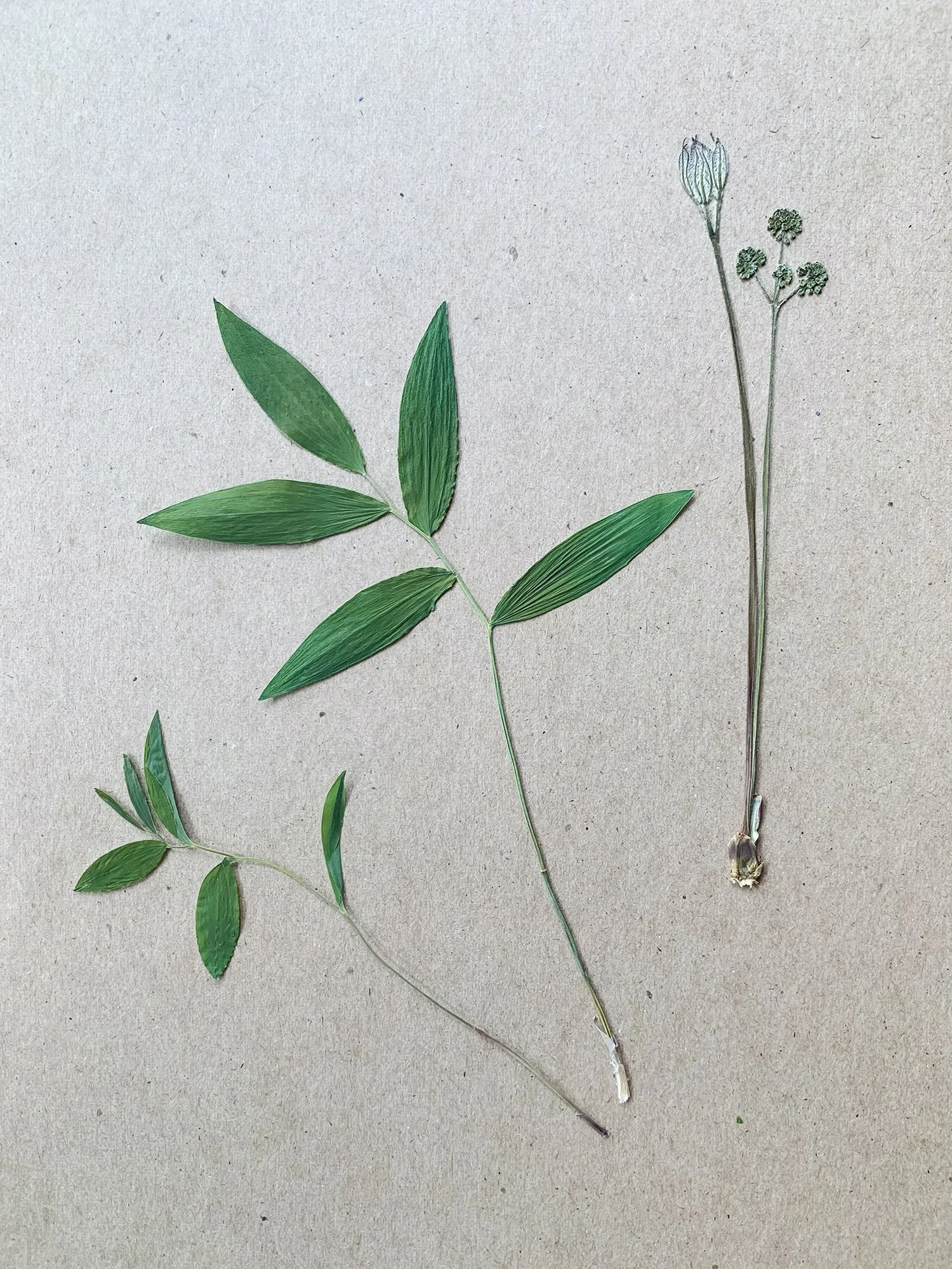 2024: Sessile Bellwort leaves (left and middle), Wild Sarsaparilla (right)