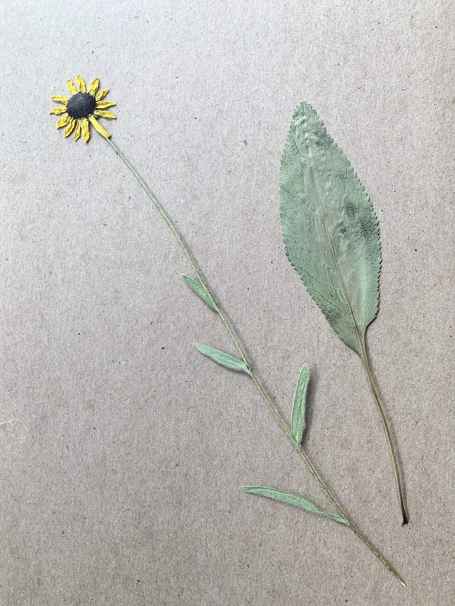 2024: Yellow Coneflower (Echinacea Paradoxa) (left), no ID (right)
