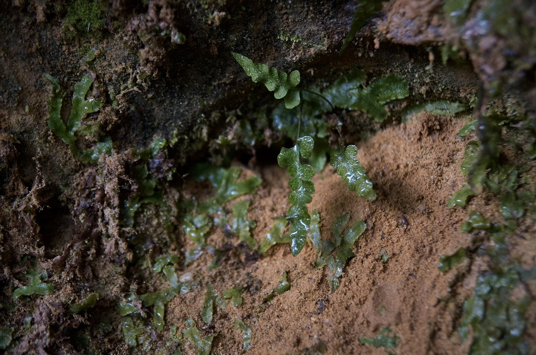 Lobed Spleenwort (Asplenium pinnatifidum)