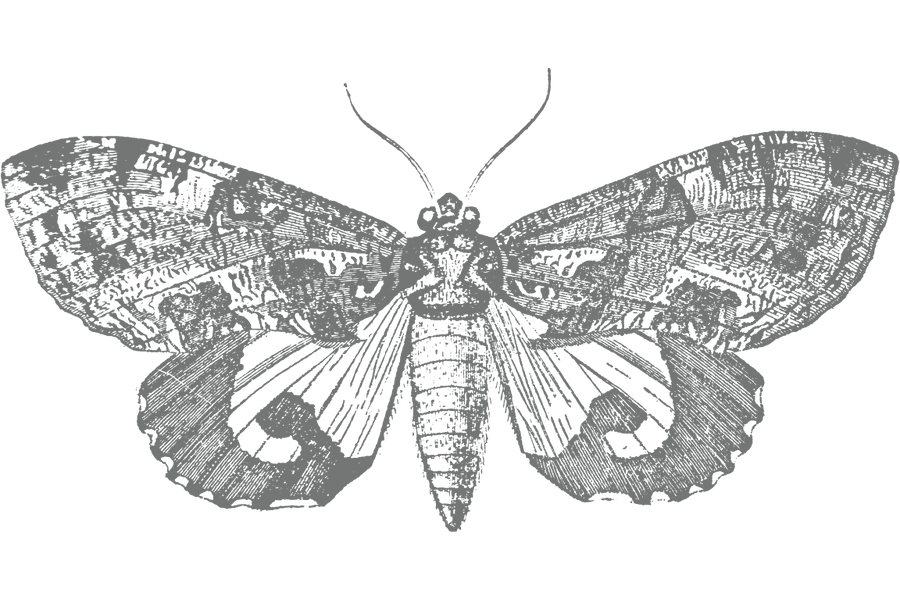 a line drawing of a tiger moth