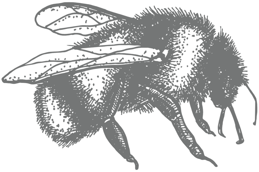 a line drawing of a bee