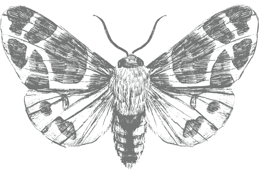 a line drawing of an arctia flavia moth