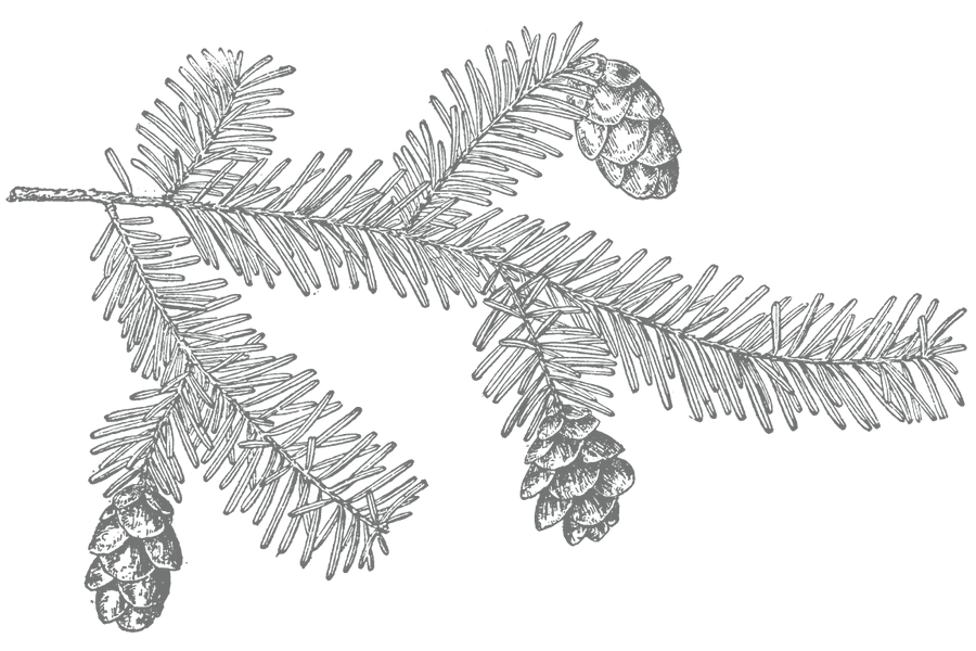 a line drawing of a pine cones on a branch