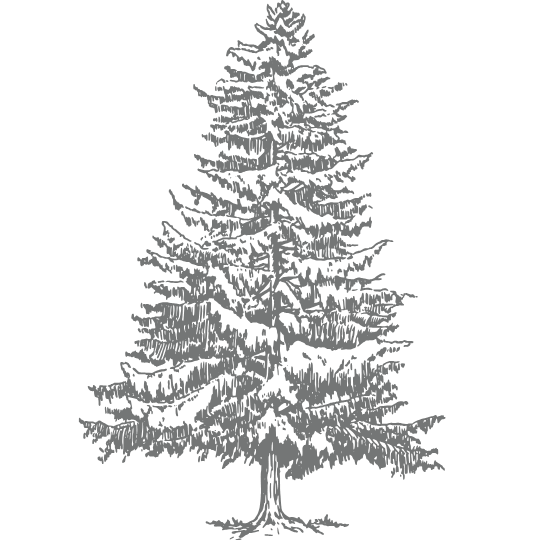 a line drawing of a pine tree