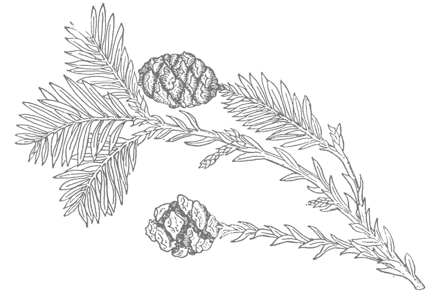 a line drawing of a pine cones on a branch