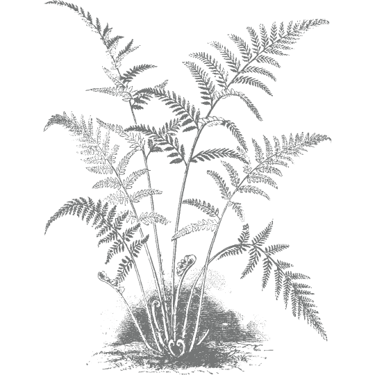 a line drawing of a fern plant