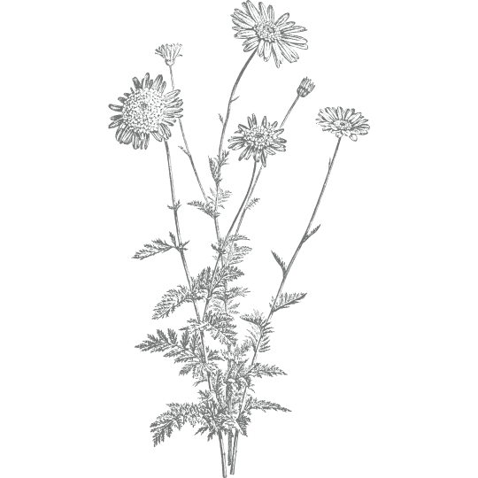 a line drawing of a daisy plant in bloom