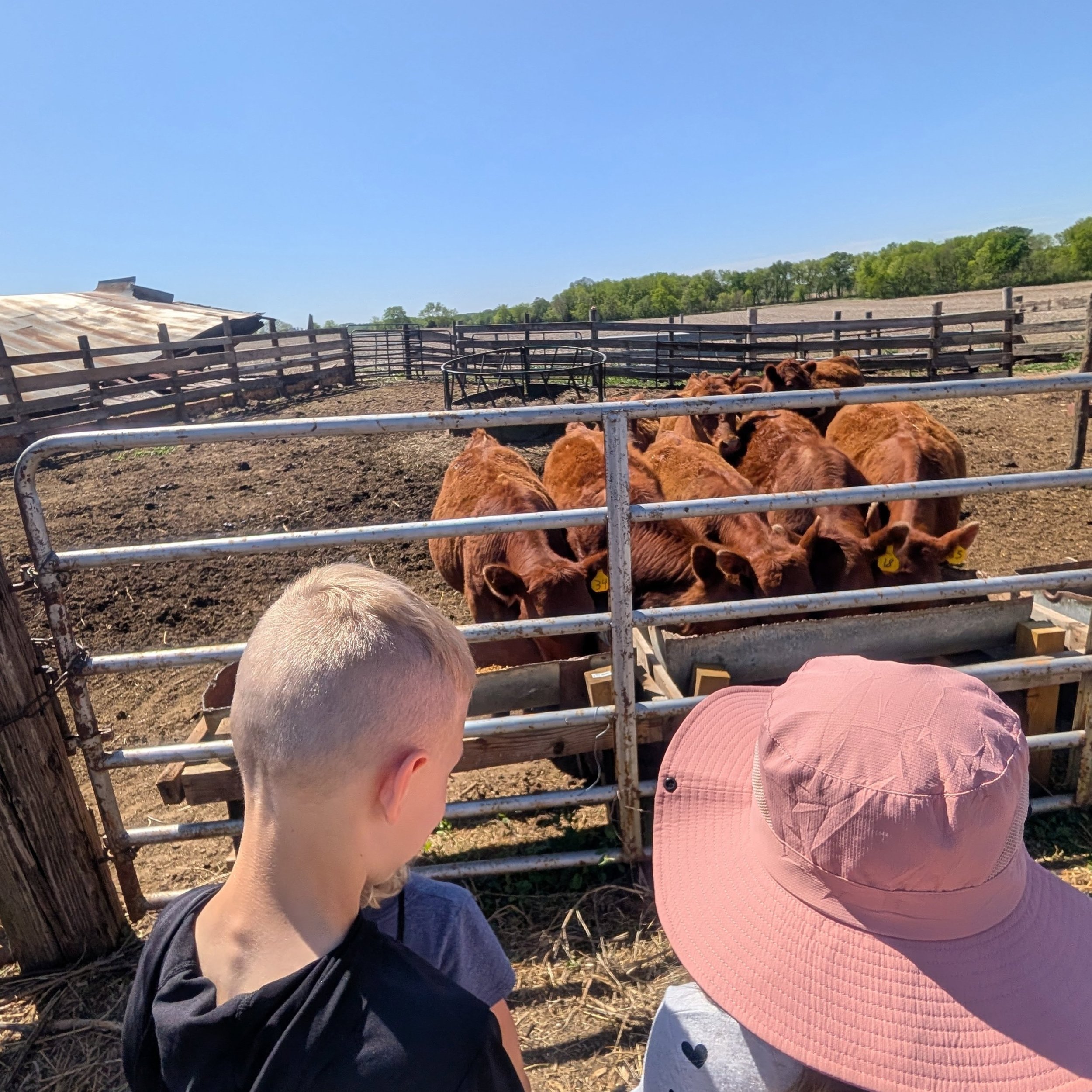 This week for our field trip we visited a farm! 

What a beautiful day and opportunity to learn more about animals and living life on a farm. 🐄
