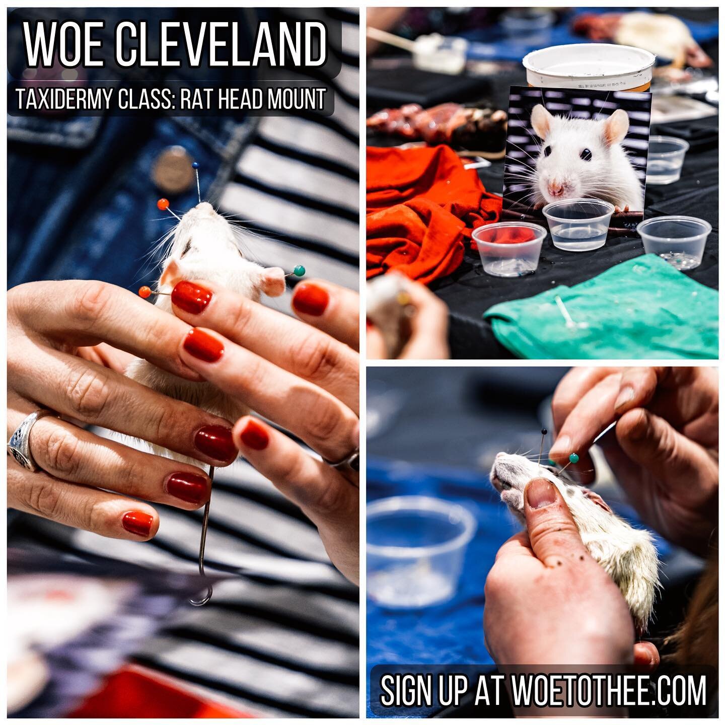 Learn all about taxidermy in this hands on class and make a piece of your very own!

✨🐀Taught by taxidermist Meredith Thomas (@a.merrydeath) this class will offer students hands on experience with skinning, preserving, sculpting and mounting a rat h