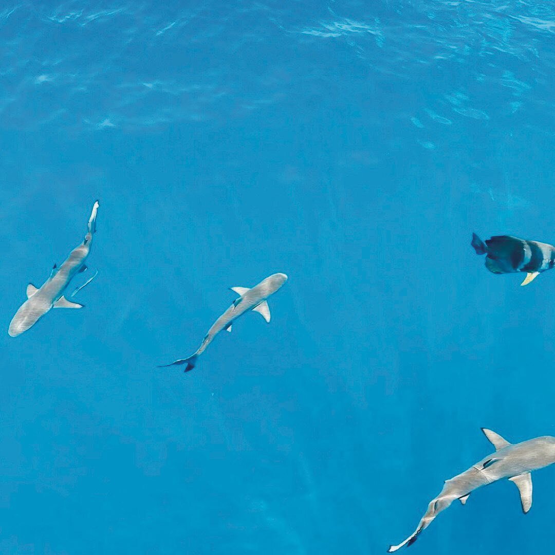 Appreciating our clear blue waters.