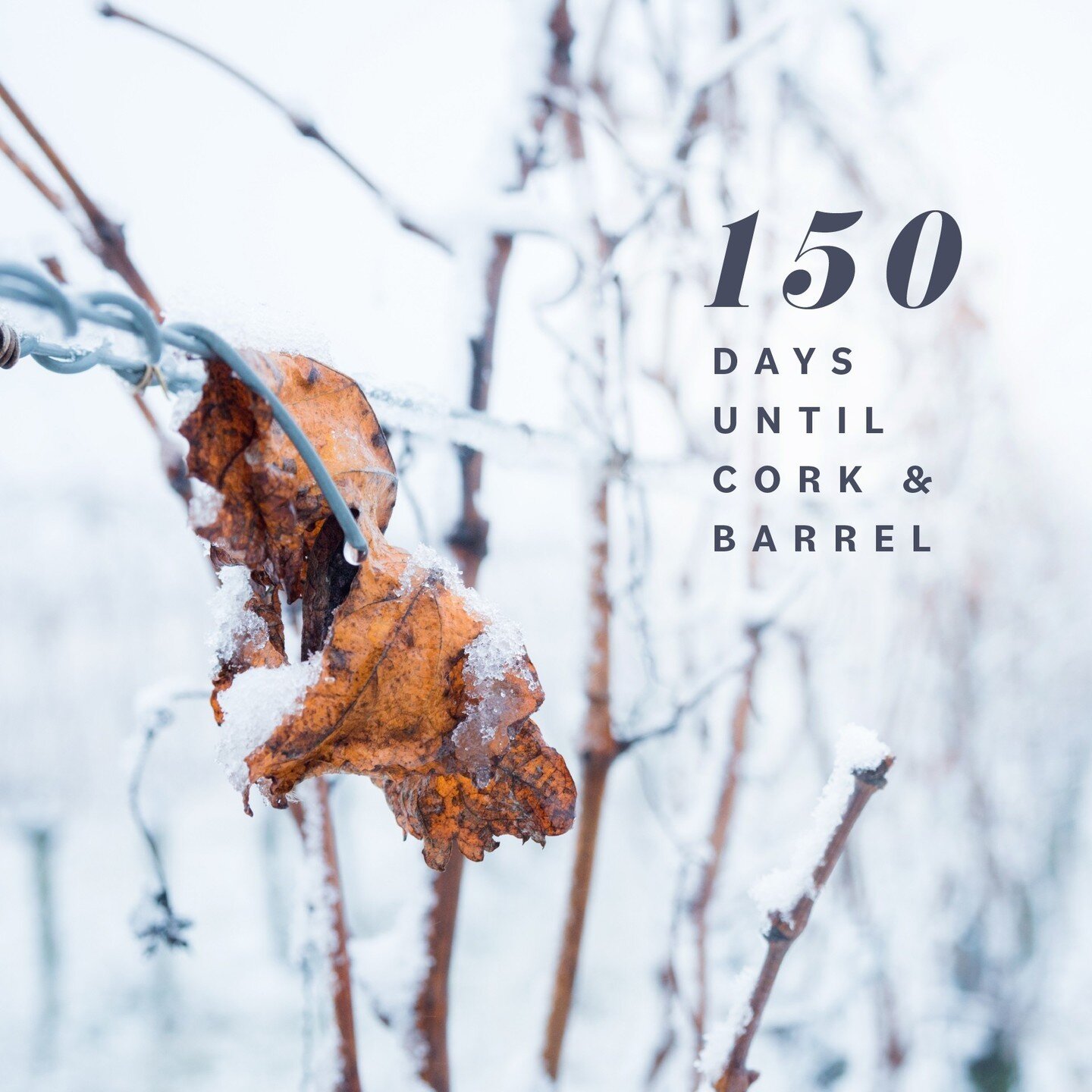 Summer is closer than you think! .Just 150 more days until Cork &amp; Barrel! ⁠
⁠
We're looking forward to an epic weekend with warm summer nights, good friends and great wine! ⁠
⁠
It's not too early to get your tickets! Head over to our linkin.bio!⁠