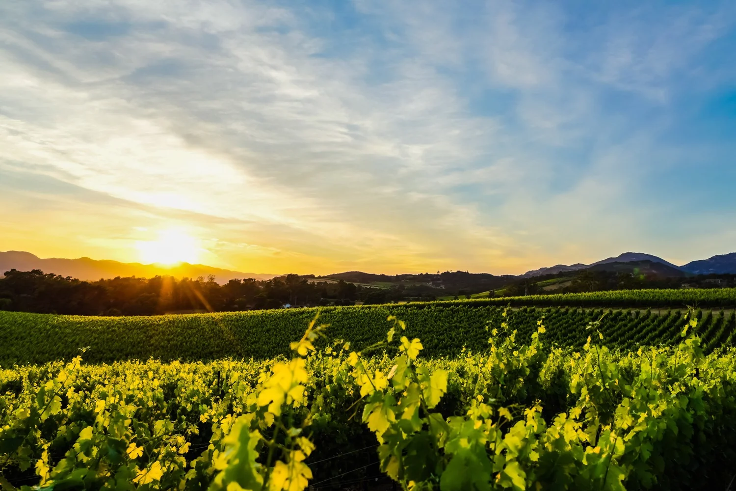 General 2 — Cork & Barrel Wine Event