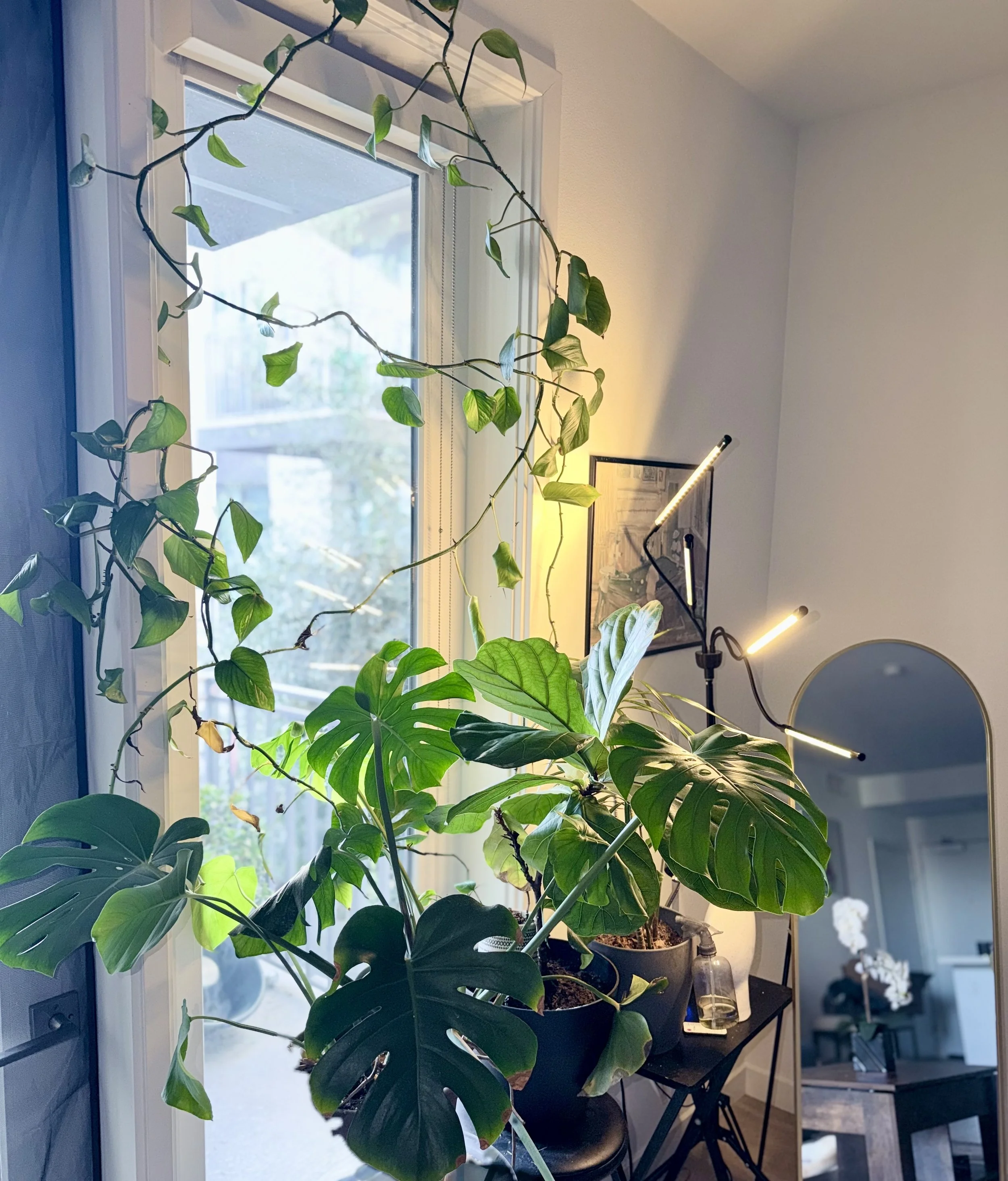 Houseplants in Low Light: Care Without Overcorrecting