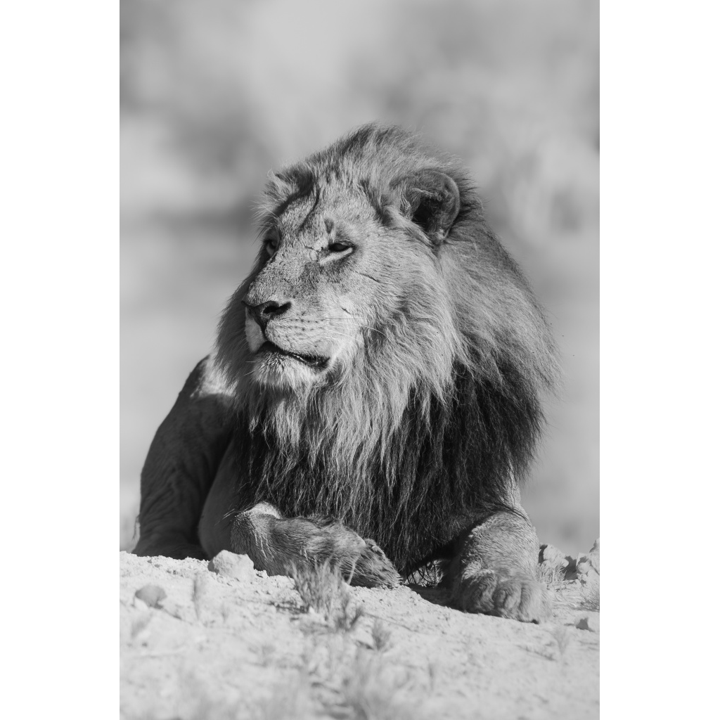 image_original_7215ee9c7d9dc229d2921a40e899ec5f.png