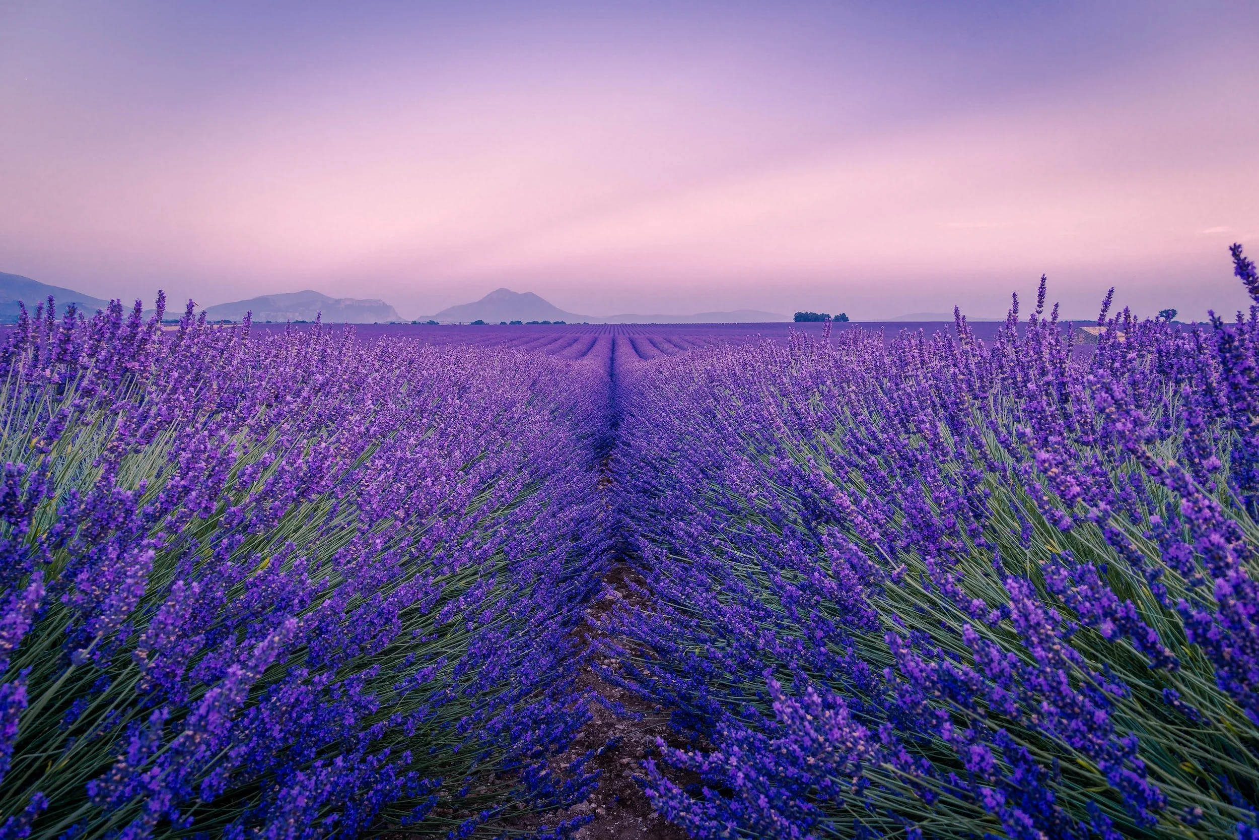20 Reasons to Love Lavender Essential Oil — Science of Essentials