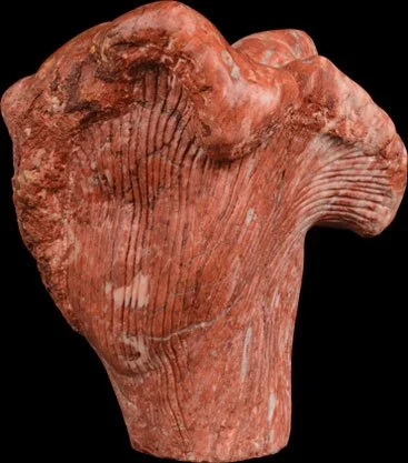 Autoportrait au champignon