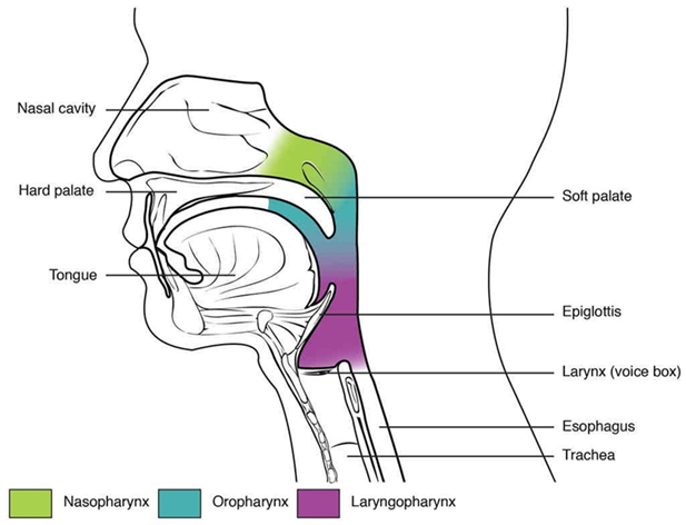 Airway Anatomy - NR Medical Training