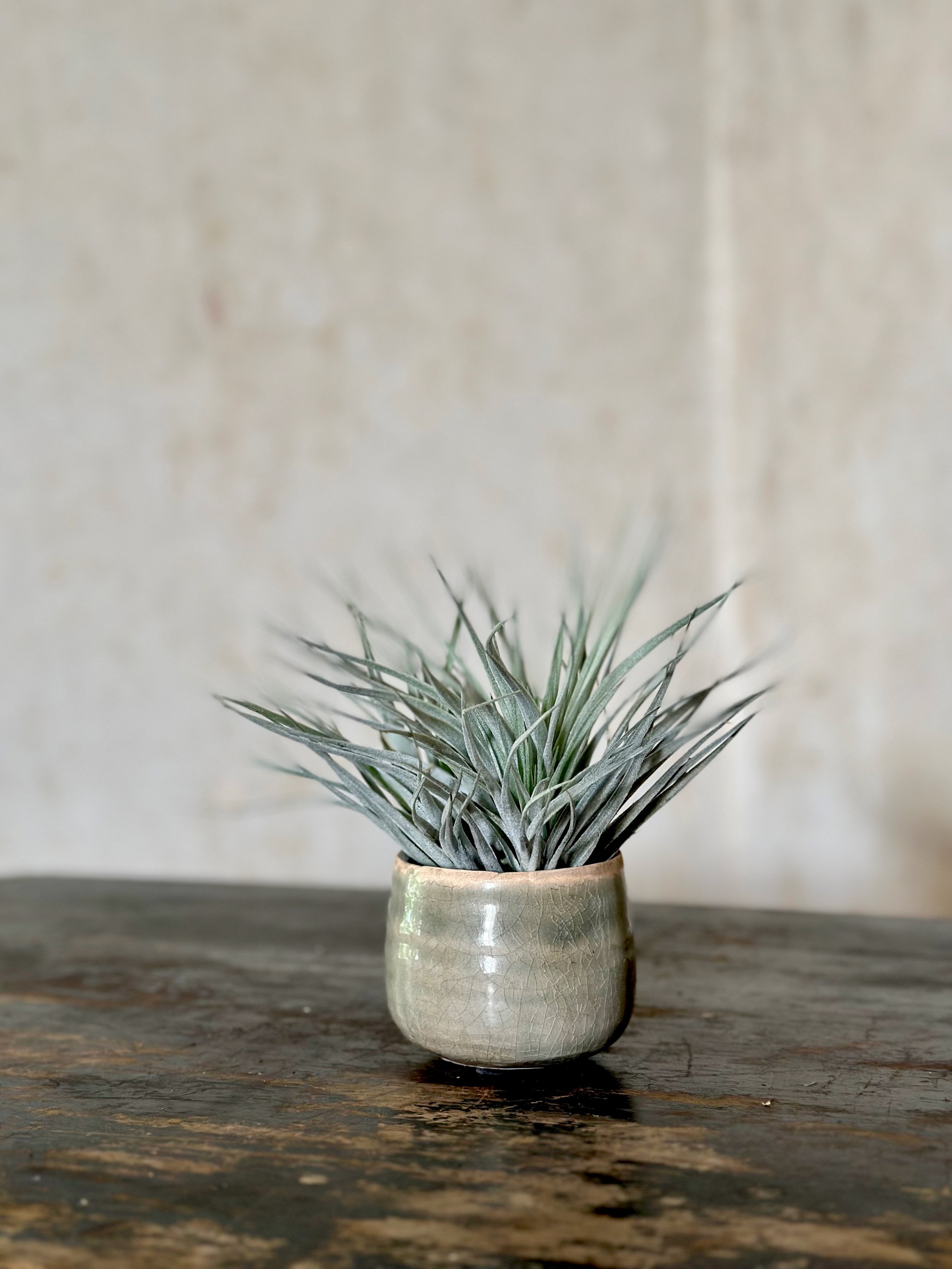 Greeny grey glazed houseplant pot