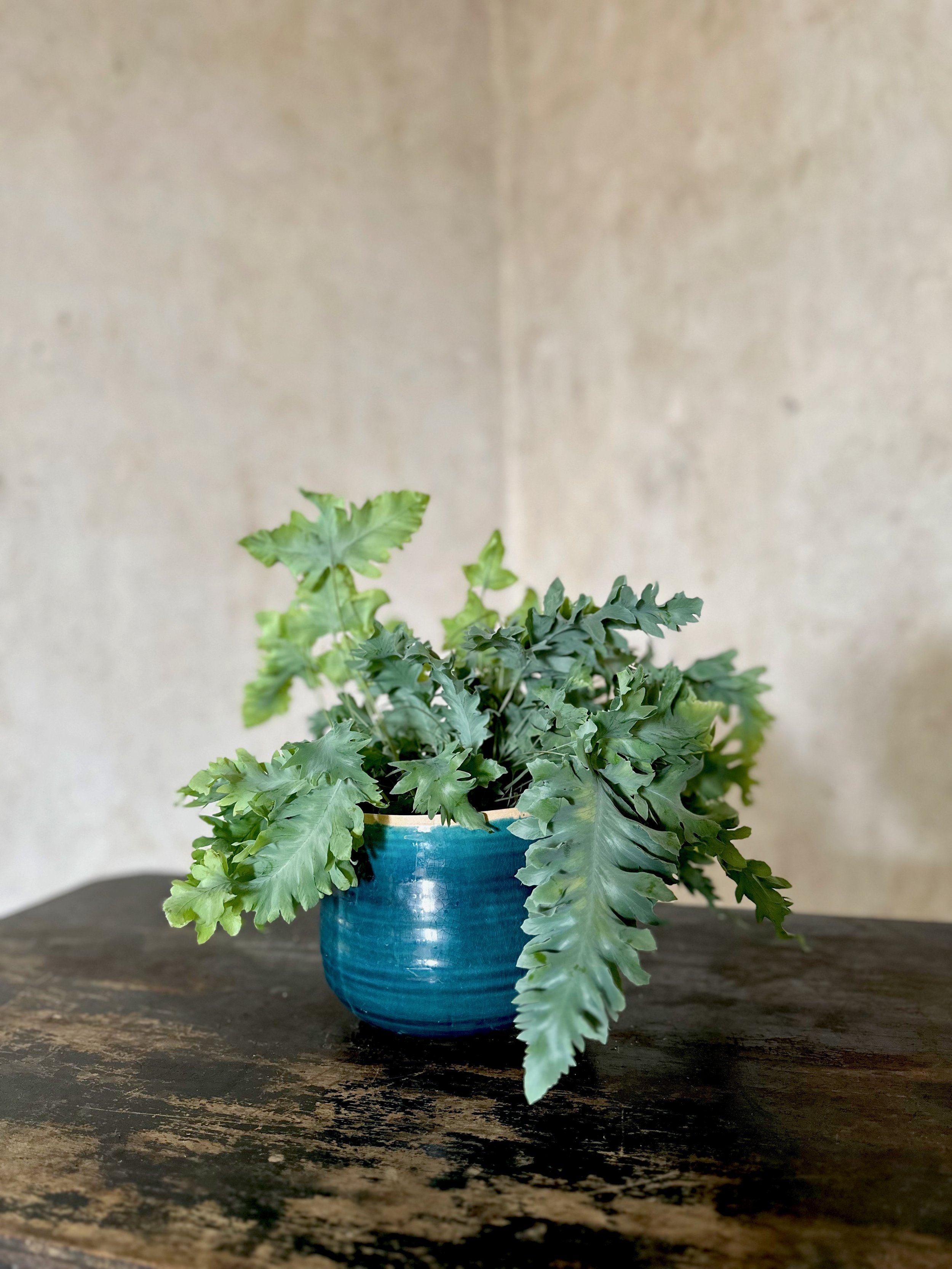 blue glazed houseplant pot with Phlebodeum 'Davana' fern