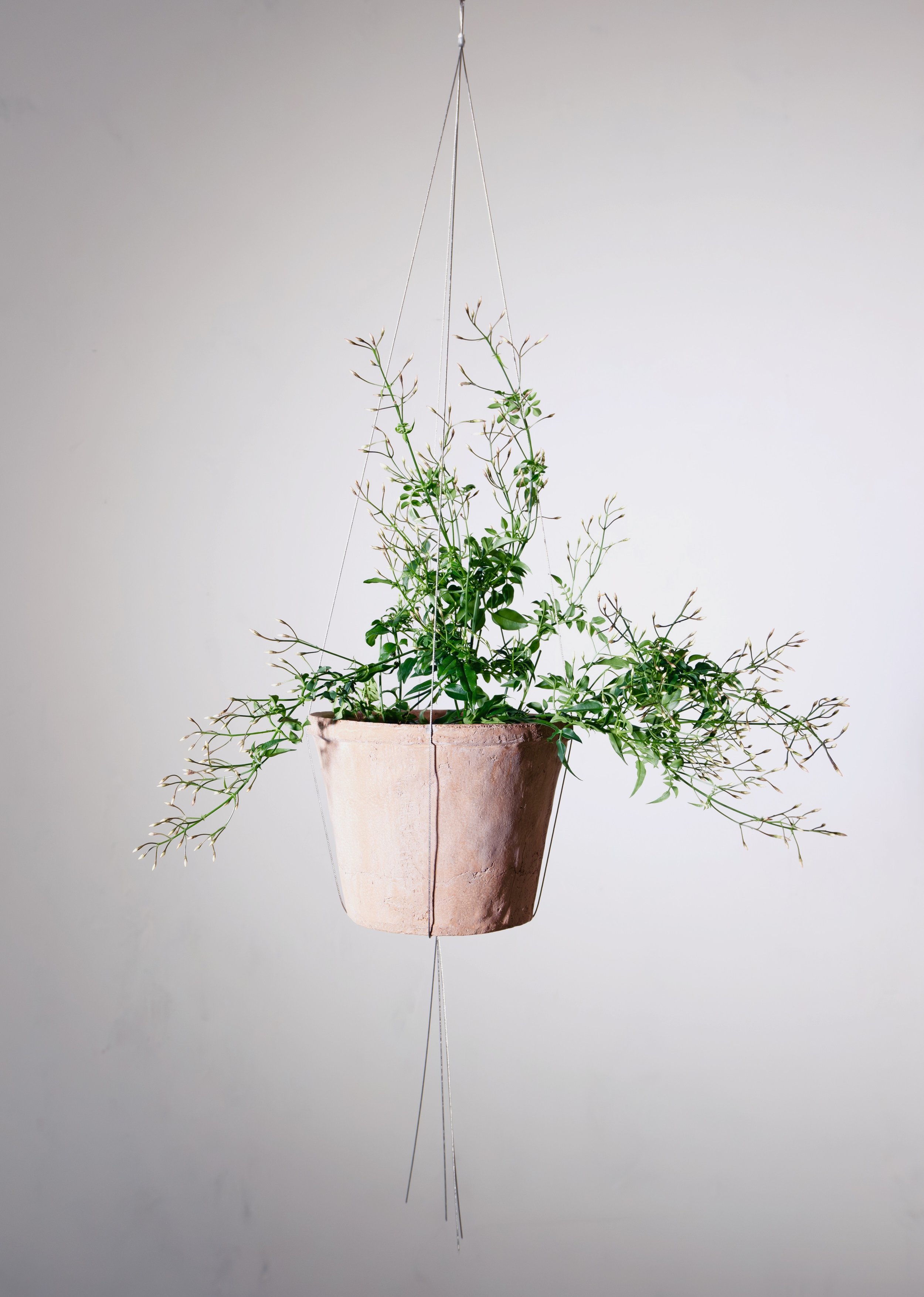Jasmin plant in terracotta pot sitting elegantly within minimal wire rope pot hanger